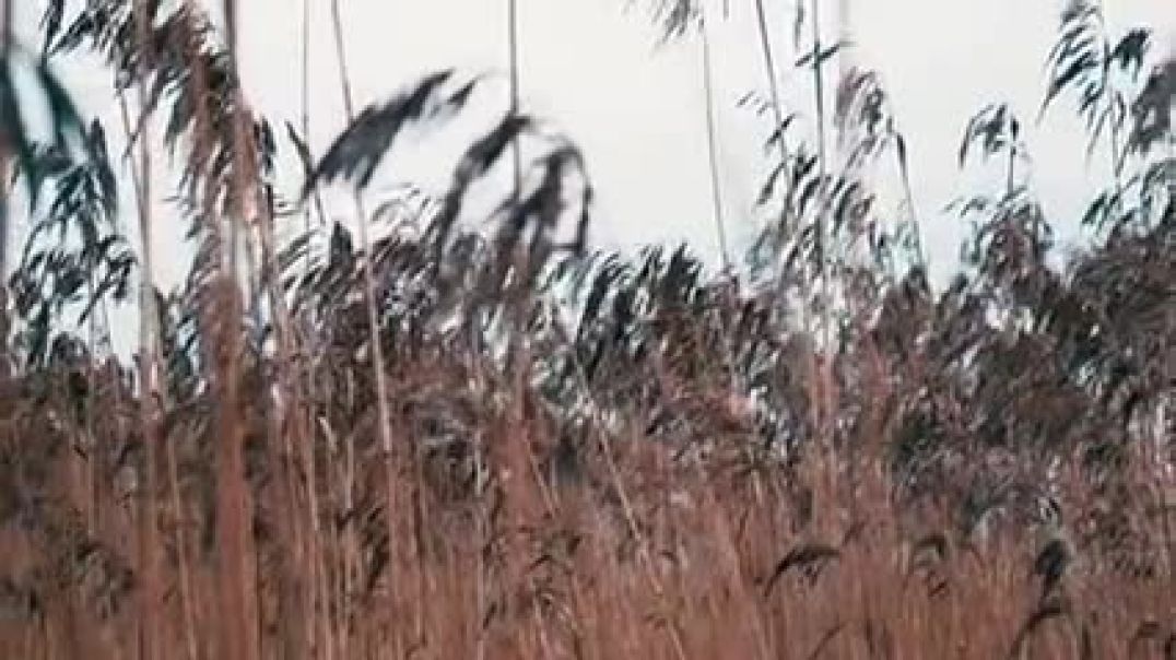 6224602-sd_426_240_25fps